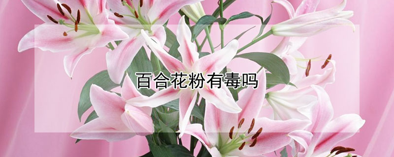 百合花粉有毒吗 香水百合花粉有毒吗