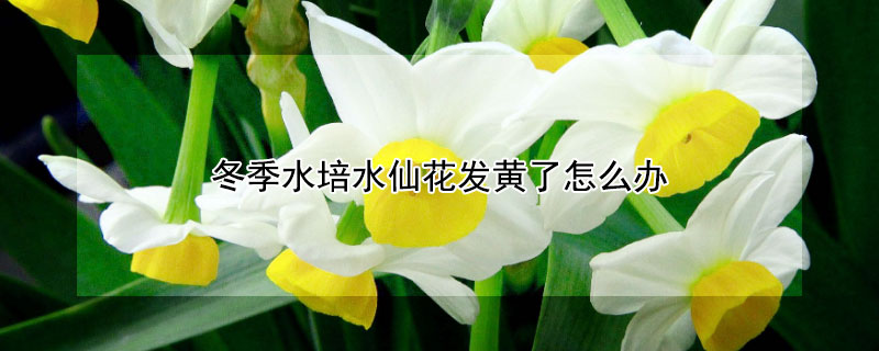 冬季水培水仙花发黄了怎么办 冬季水培水仙花发黄了怎么办呢