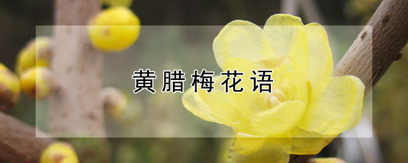 黄腊梅花语（黄腊梅花语是什么）