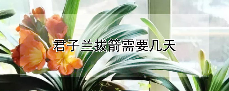 君子兰拔箭需要几天 君子兰拔箭需要几天才能开花