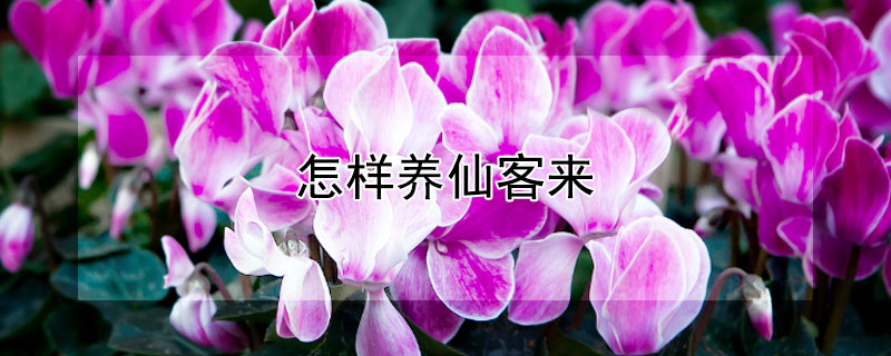 怎样养仙客来（怎样养仙客来花）