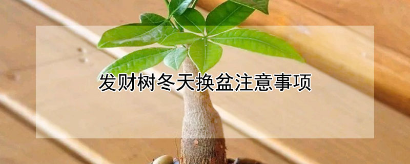 发财树冬天换盆注意事项（发财树冬天换盆会死吗）