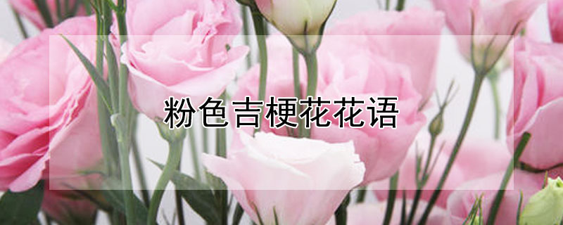 粉色吉梗花花语 粉色桔梗花花语是什么意思