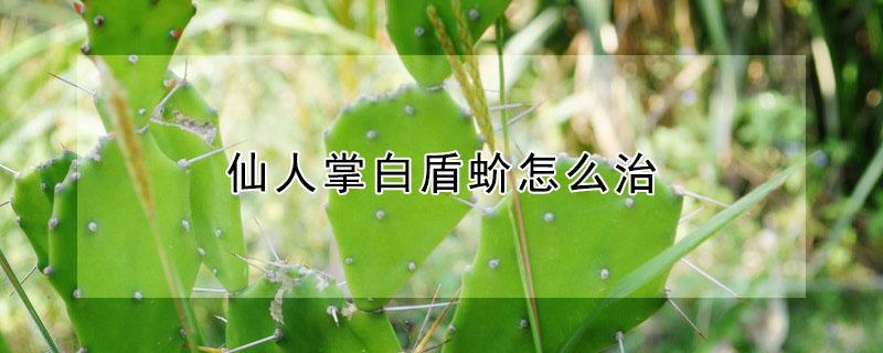 仙人掌白盾蚧怎么治（仙人球白盾蚧治疗）