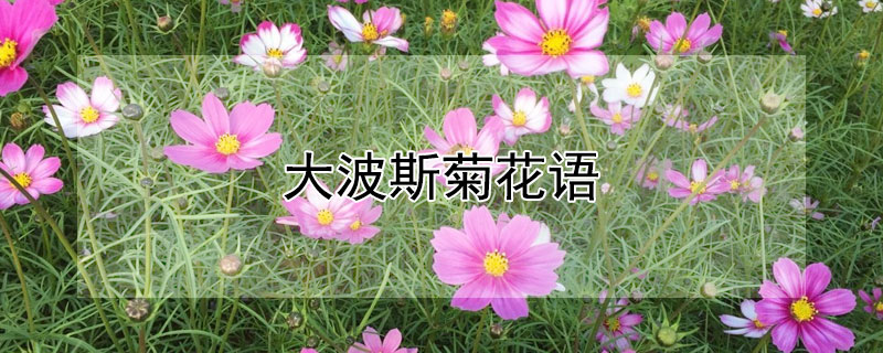 大波斯菊花语（大波斯菊花语和寓意）