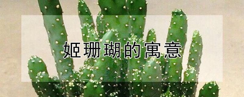 姬珊瑚的寓意（姬珊瑚有几个品种）