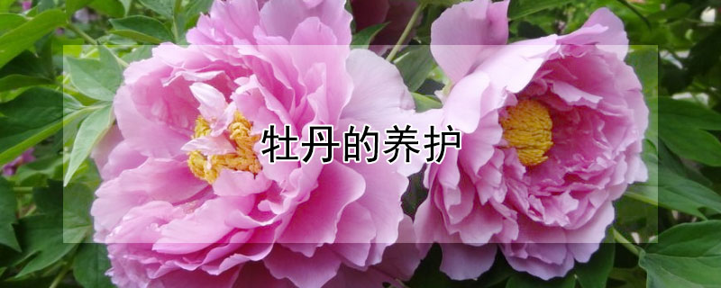 牡丹的养护 入冬前牡丹的养护