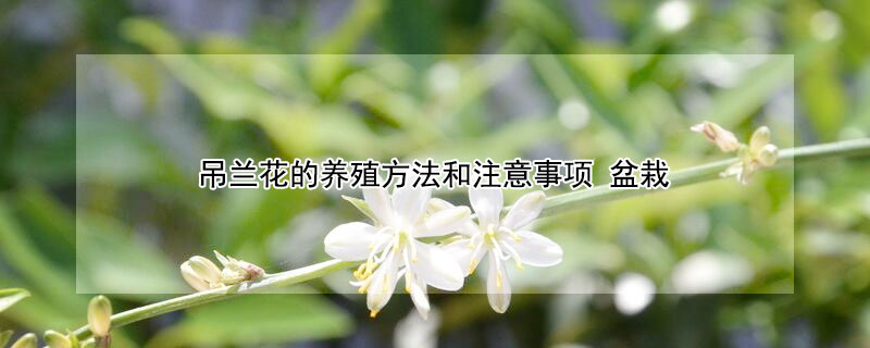 吊兰花的养殖方法和注意事项 吊兰花的养殖方法和注意事项有哪些