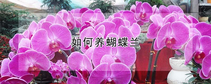 如何养蝴蝶兰（如何养蝴蝶兰花的视频）