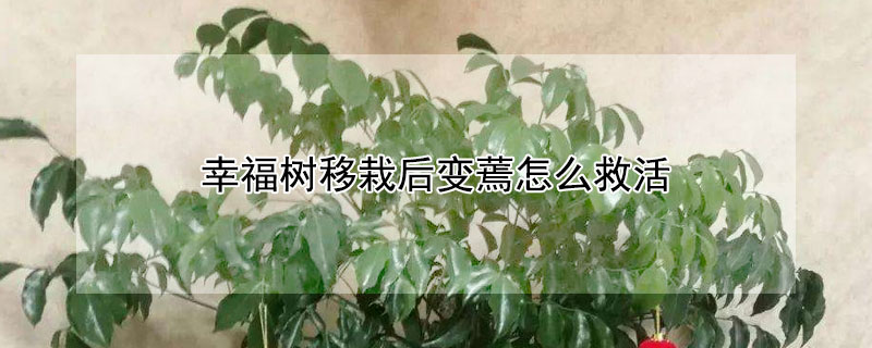幸福树移栽后变蔫怎么救活（幸福树换盆后叶子发干发蔫怎么办）