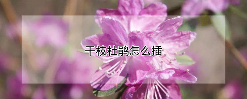 干枝杜鹃怎么插（干枝杜鹃怎么插活）