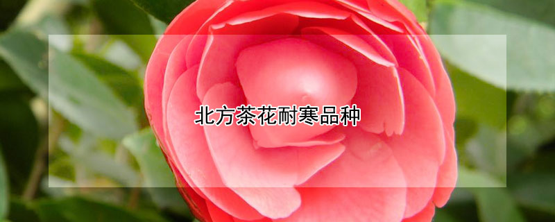 北方茶花耐寒品种（耐寒茶花北方户外四季常青吗?）