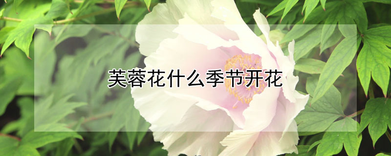 芙蓉花什么季节开花 芙蓉花什么季节开花的农历
