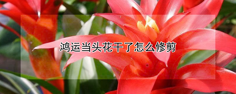 鸿运当头花干了怎么修剪（鸿运当头花干枯了咋办）