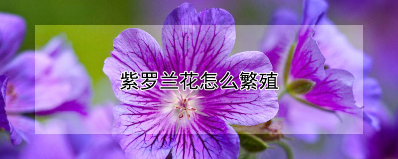 紫罗兰花怎么繁殖 紫罗兰花怎么繁殖成活率高