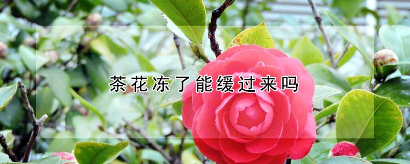 茶花冻了能缓过来吗 茶花冻了怎么办