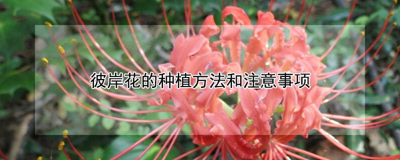 彼岸花的种植方法和注意事项（彼岸花怎么种植方法视频）