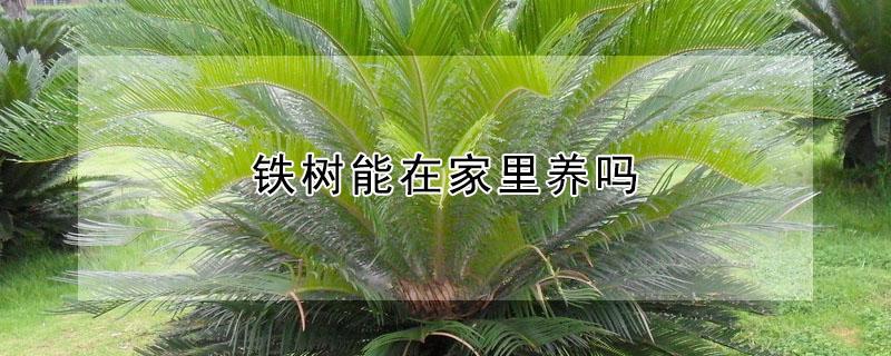 铁树能在家里养吗 铁树能在家里养吗有毒吗