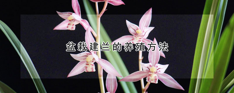 盆栽建兰的养殖方法（盆栽建兰的养殖方法视频）