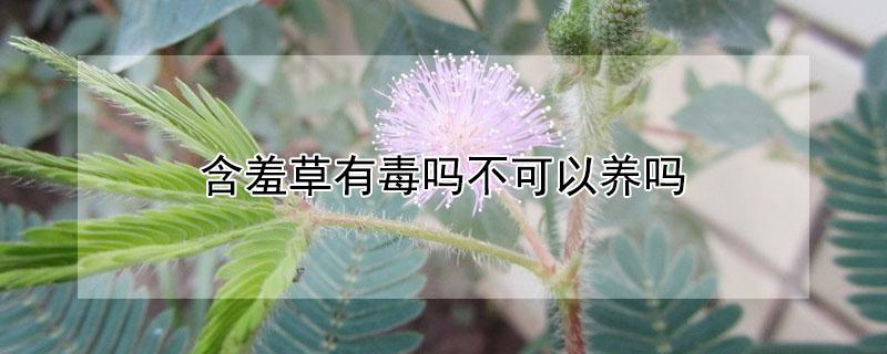 含羞草有毒吗不可以养吗（含羞草有毒吗有毒吗）