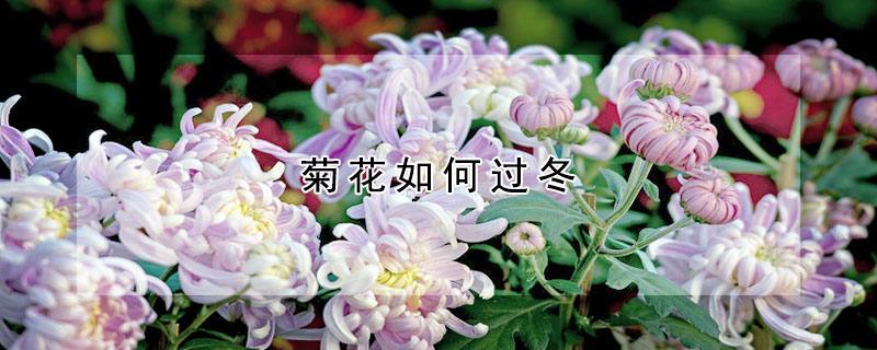 菊花如何过冬 北方菊花如何过冬