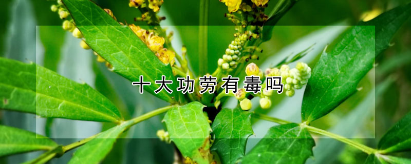 十大功劳有毒吗 狭叶十大功劳有毒吗