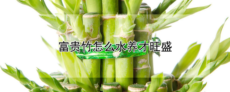 富贵竹怎么水养才旺盛（彩色富贵竹怎么水养才旺盛）
