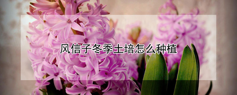 风信子冬季土培怎么种植 风信子冬季土培怎么种植方法