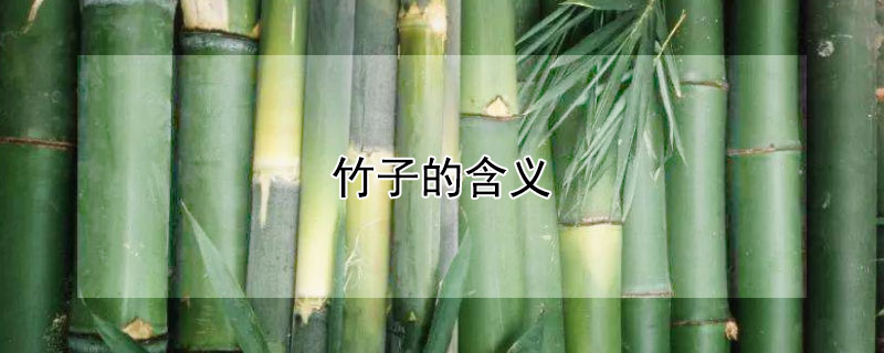 竹子的含义（竹子的含义是什么）