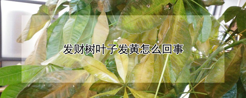 发财树叶子发黄怎么回事（盆景发财树叶子发黄怎么回事）