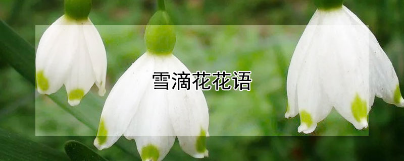 雪滴花花语（雪滴花花语图片）