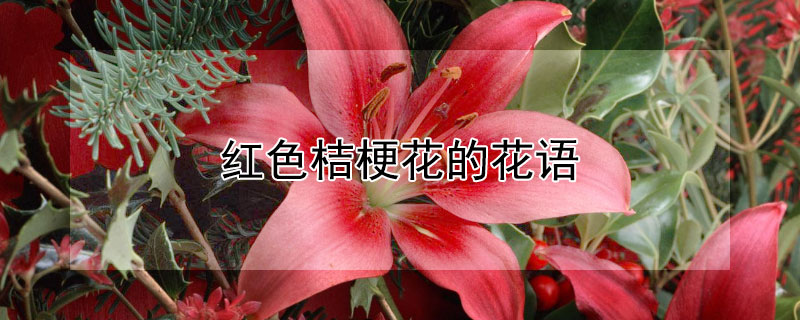 红色桔梗花的花语 红色桔梗花的花语图片