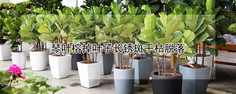 琴叶榕掉叶子长锈斑干枯脱落（琴叶榕掉叶子长锈斑干枯脱落图片）