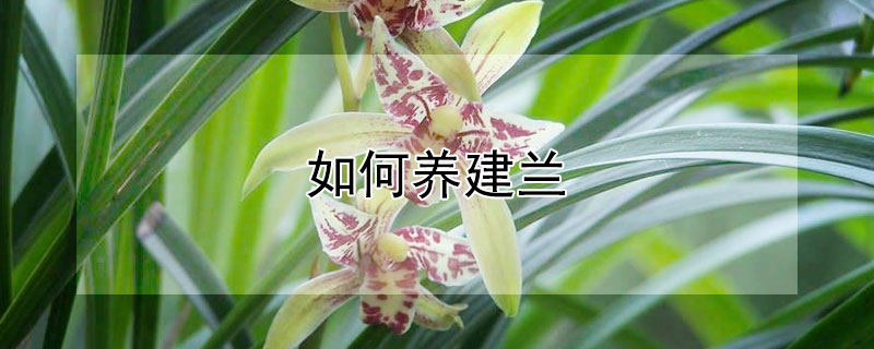 如何养建兰 建兰的养殖管理方法