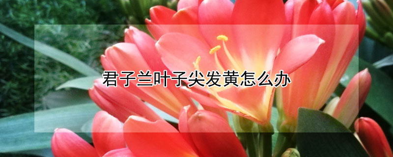 君子兰叶子尖发黄怎么办（君子兰叶子尖发黄怎么办视频）