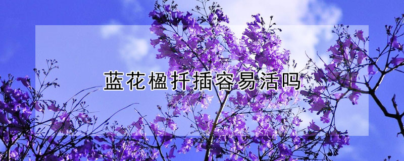 蓝花楹扦插容易活吗 蓝花楹扦插技术