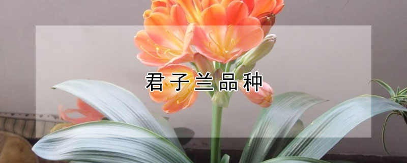 君子兰品种 君子兰品种名称及图片