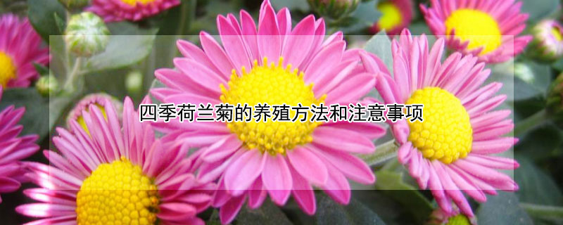 四季荷兰菊的养殖方法和注意事项 四季荷兰菊的养殖方法和注意事项有哪些