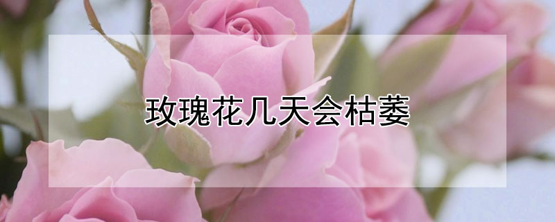 玫瑰花几天会枯萎 玫瑰花插在水里怎么养