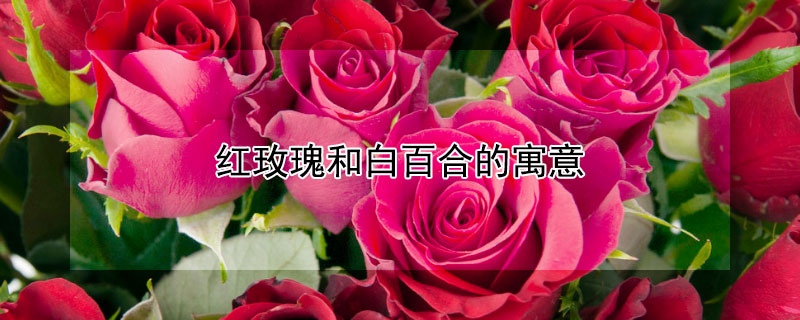 红玫瑰和白百合的寓意 红玫瑰和白百合的寓意是什么
