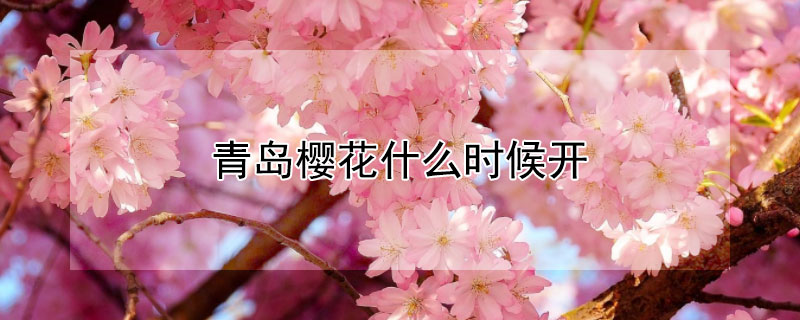 青岛樱花什么时候开（青岛樱花什么时候开放）