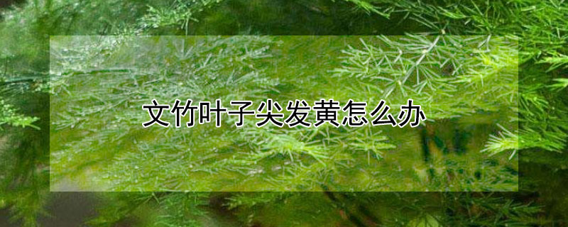 文竹叶子尖发黄怎么办 文竹叶子尖发黄怎么回事