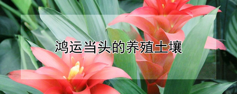 鸿运当头的养殖土壤（鸿运当头 土壤）