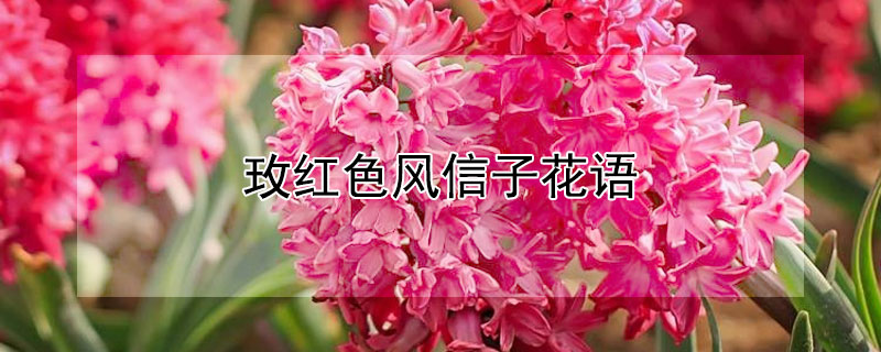 玫红色风信子花语（玫红色风信子花语是什么）