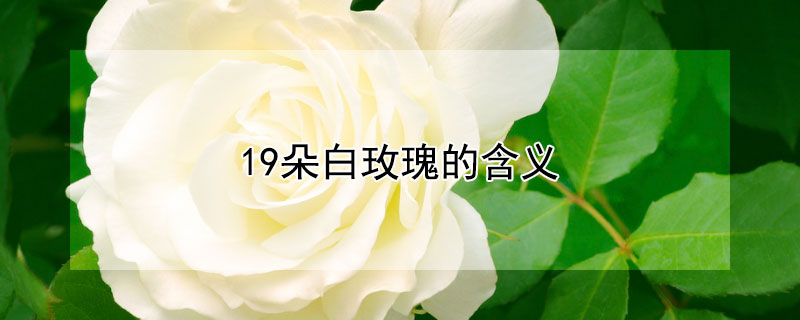 19朵白玫瑰的含义（19朵白玫瑰的含义）