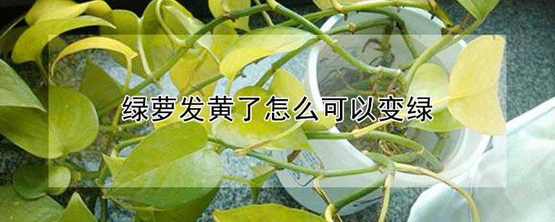 绿萝发黄了怎么可以变绿 叶片发黄是缺什么肥料
