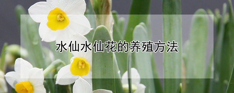 水仙水仙花的养殖方法（水仙花的养殖方法和注意事项?）