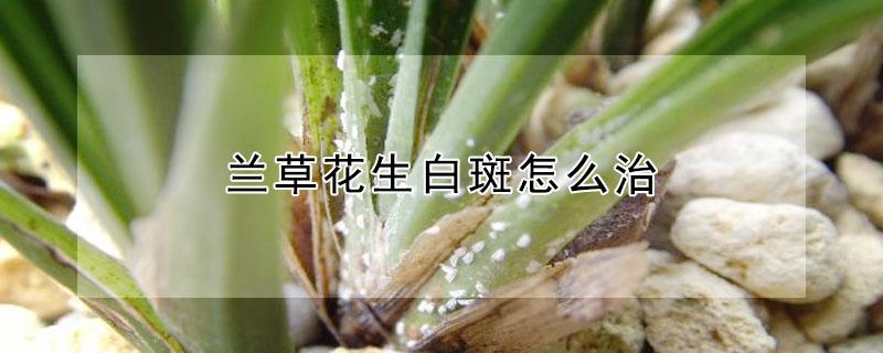 兰草花生白斑怎么治 兰花生白色虫子的图片怎么办