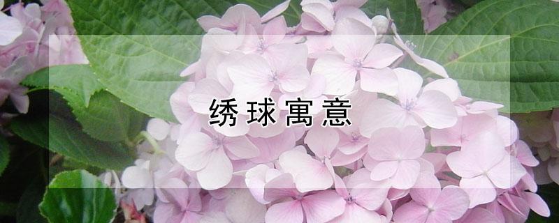 绣球寓意 绣球寓意和象征