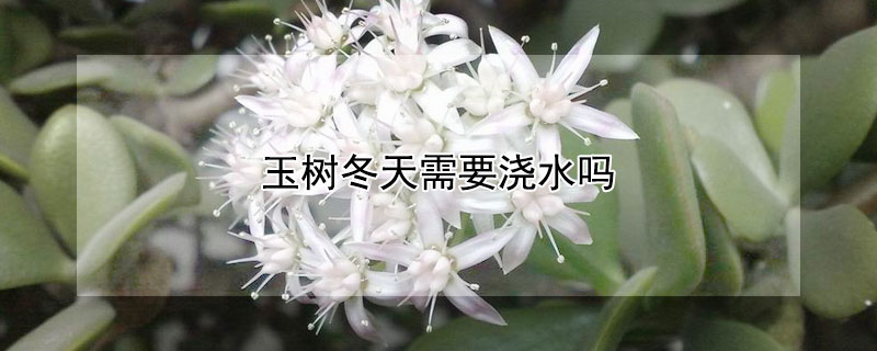 玉树冬天需要浇水吗 玉树冬天多长时间浇水